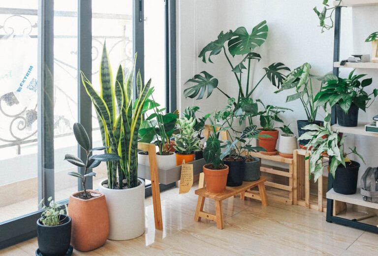 Lire la suite à propos de l’article Notre guide des plantes pour décorer votre intérieur
